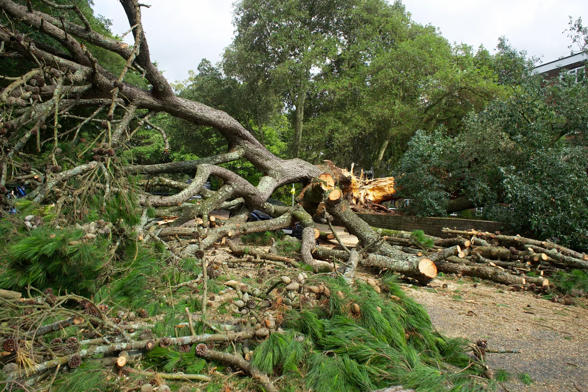 24/7 Emergency Tree Removal service in Montgomery, AL