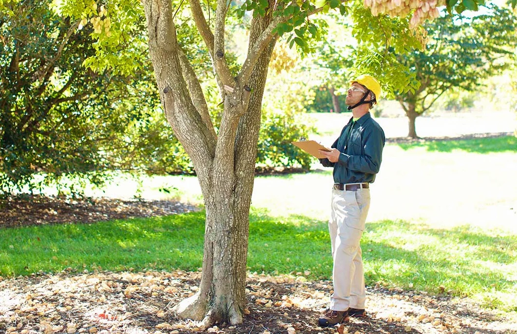 Hazardous Tree Assessment service in Montgomery, AL