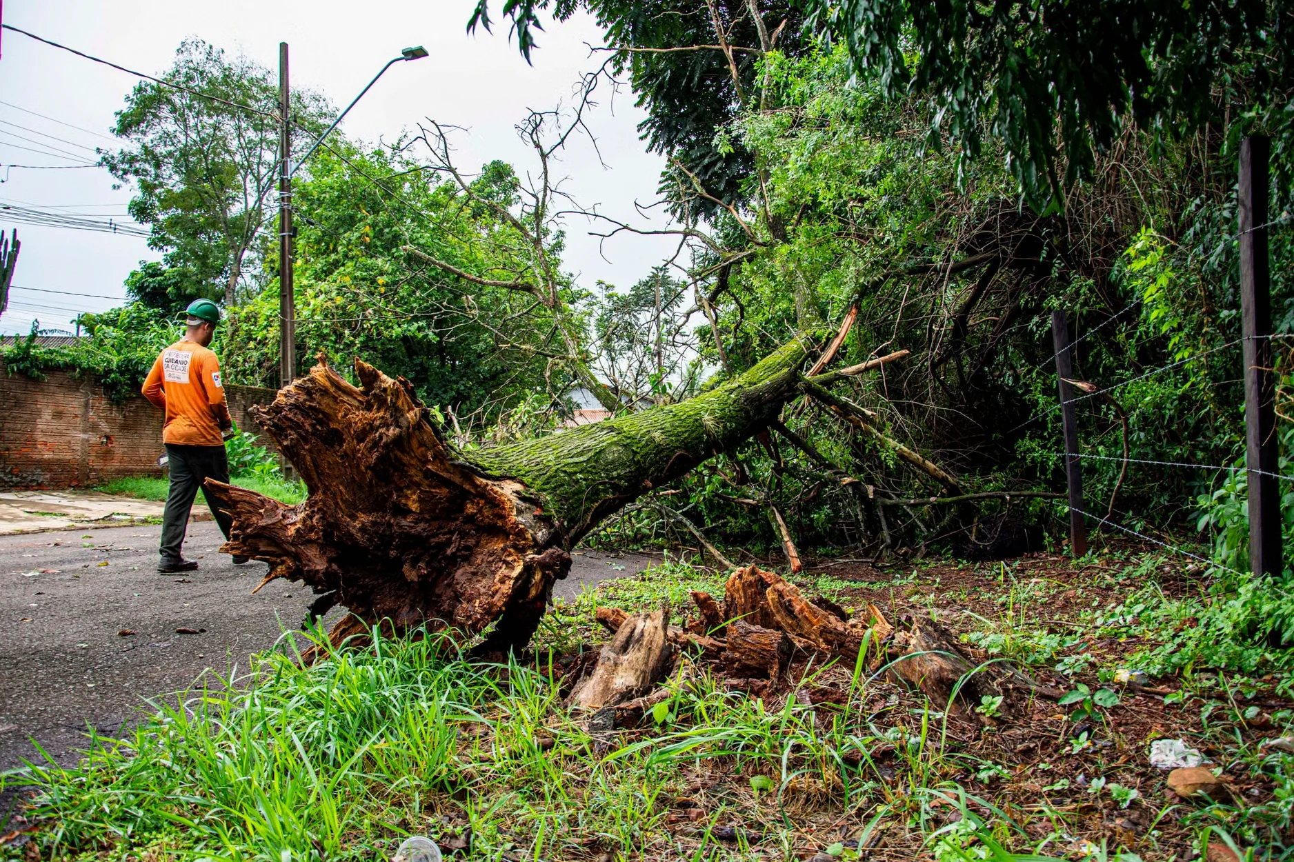 Storm-Damaged Tree Cleanup service in Montgomery, AL
